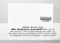 Ramularia asperifolii image